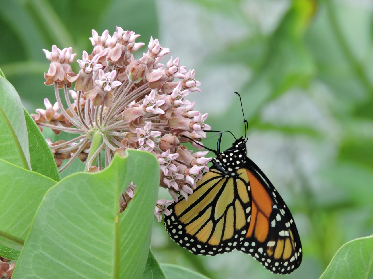 a monarch butterfly clings to pink milkweed flowers