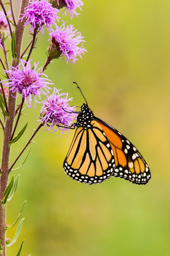 a monarch butterfly sits on a pink flower
