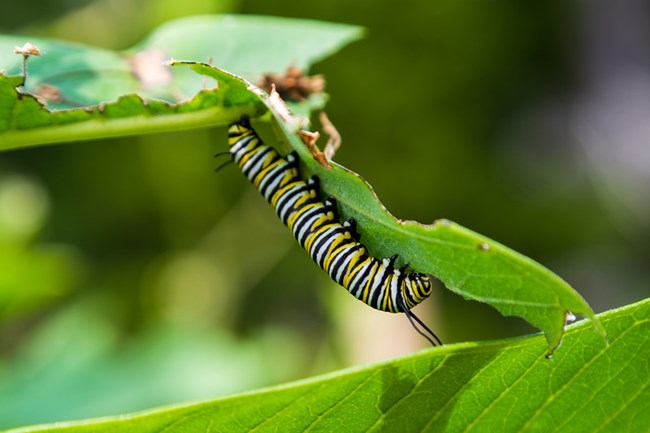 A striped monarch caterpillar feeds on a milkweed leaf
