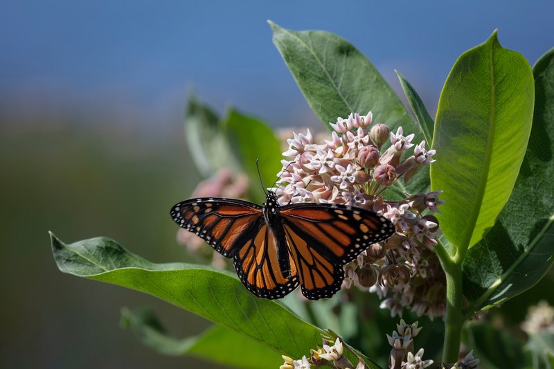 Adult monarch butterfly on milkweed flowers