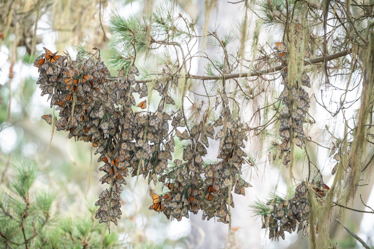 many monarch butterflies cling to a tree branch