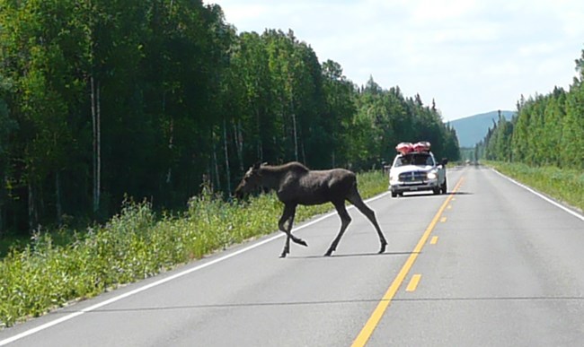 A moose crossing the road with an on-coming car.