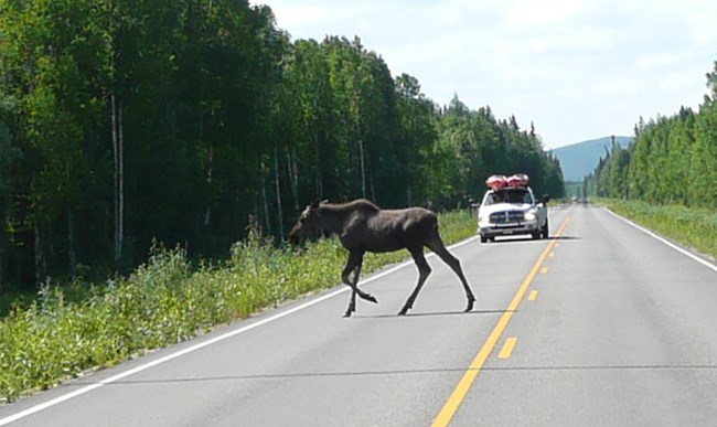 moose-cars_cropweb A moose crossing the road with an on-coming car.