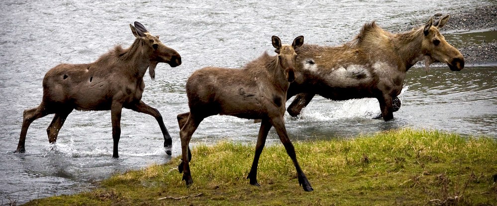 A moose cow with two large calves crossing a river.