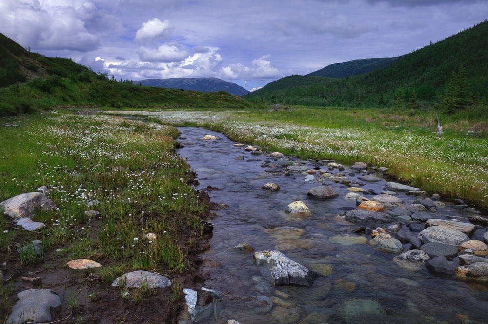 Moose Creek A small creek with rocks flowing through a green field with mountains in the background.