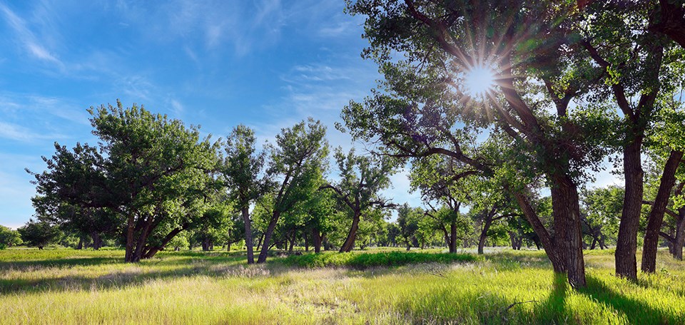 Bent's Old Fort National Historic Site The morning sun is glowing radiantly through green leaves on large trees scattered through a grassy area.