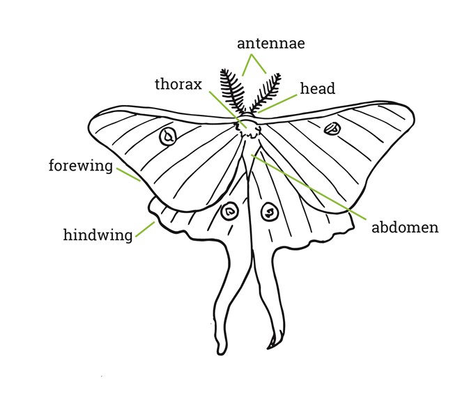Drawing of moth anatomy