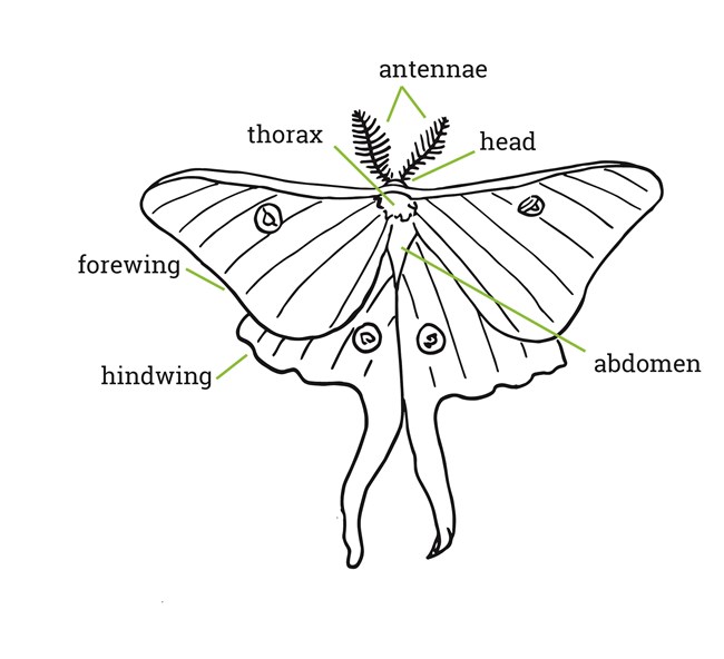 Anatomy of a Luna moth (Actias luna) Drawing of moth anatomy