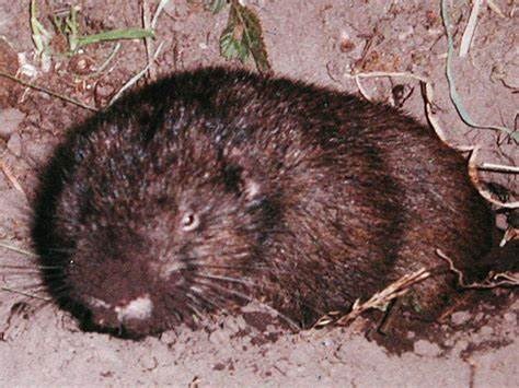 Photo of furry, small brown rodent