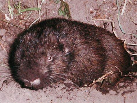 Immature mountain beaver Photo of furry, small brown rodent