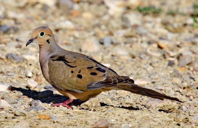 mourning dove Small dove with black spots on back of wings, long tail, and brownish-gray body.