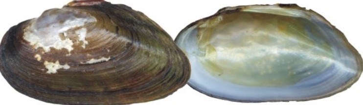 The designated stretch of the Lower Farmington River is home to the federally endangered dwarf wedgemussel. The River is one of the few places the mollusk may be found in the US. Photo credit: Ethan Nedeau. The designated stretch of the Lower Farmington River is home to the federally endangered dwarf wedgemussel. The River is one of the few places the mollusk may be found in the US. Photo credit: Ethan Nedeau.