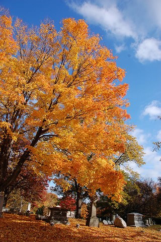 Mt. Auburn Cemetery. Courtesy of Chris Devers, Flickr's Creative Commons Mt. Auburn Cemetery. Courtesy of Chris Devers, Flickr's Creative CommonsMt. Auburn Cemetery. Courtesy of Chris Devers, Flickr's Creative Commons