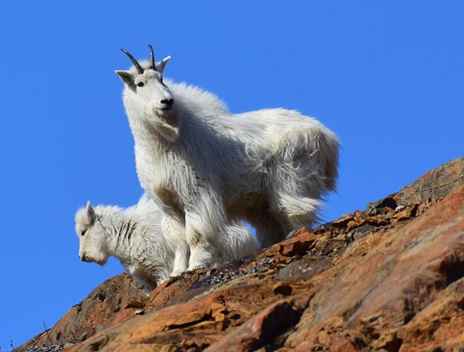 Identifying Vulnerable Mountain Goat Populations (U.S. National Park  Service)