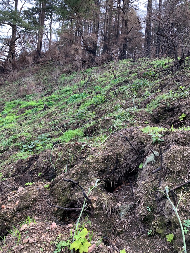 Hillside appearing lumpy and full of holes from a network of collapsing mountain beaver burrows.