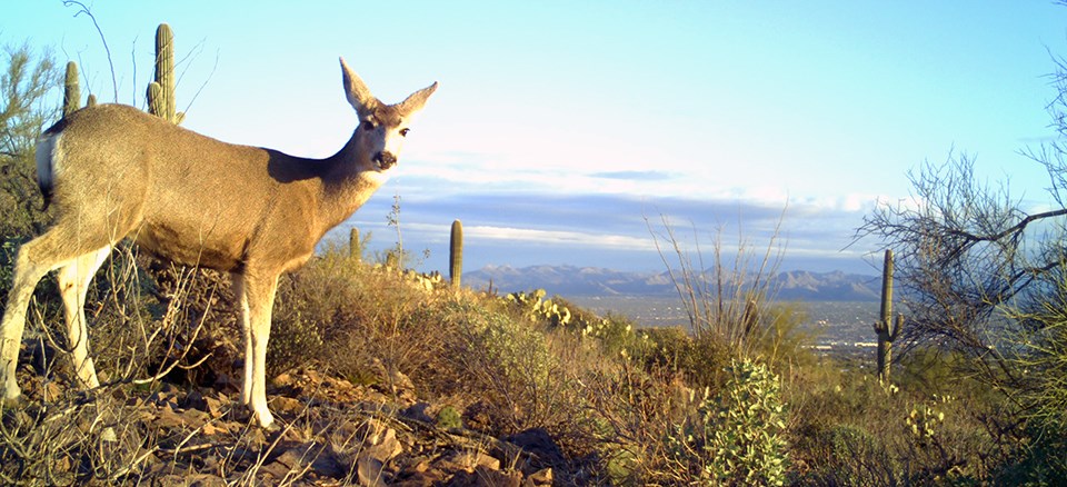 Mule deer A deer with long ears and a black-tipped tail standing perpendicular to a camera with its head turned to the camera on a desert hillside.