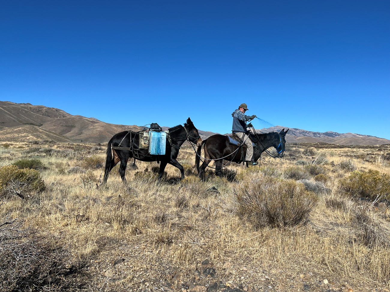 Two mules and one man riding one spraying a blue substance onto sagerbush.
