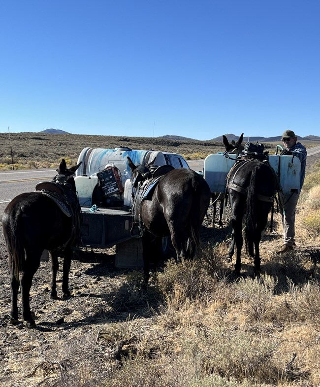 Four mules on the side of the road with a large jug of liquid.