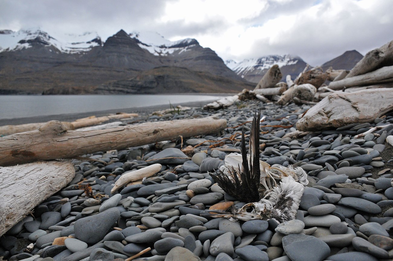 A pile of seabird carcasses on the beach.