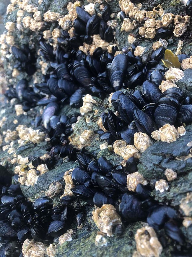 Close up image of mussels and barnacles on a rock.