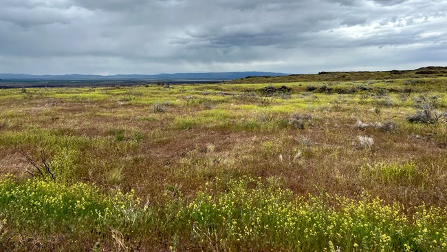 Field of yellow flowered forbs and dried, purplish grass.