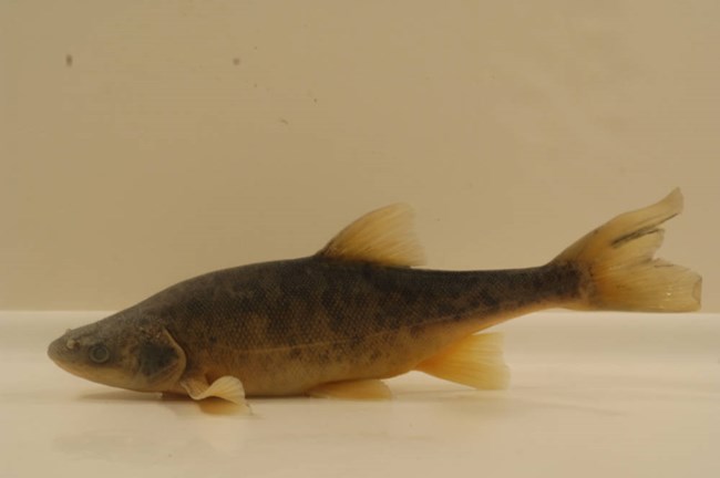 Photo of a roundtail chub fish.