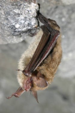 northern long-eared bat hanging from rock A small animal hanging upside down from a grey rock. It is ovular in shape with light brown fur. Its wings can be seen at its sides and held close to its body. They wings are dark brown and leathery. Its ears, nose, and face are slightly pink.