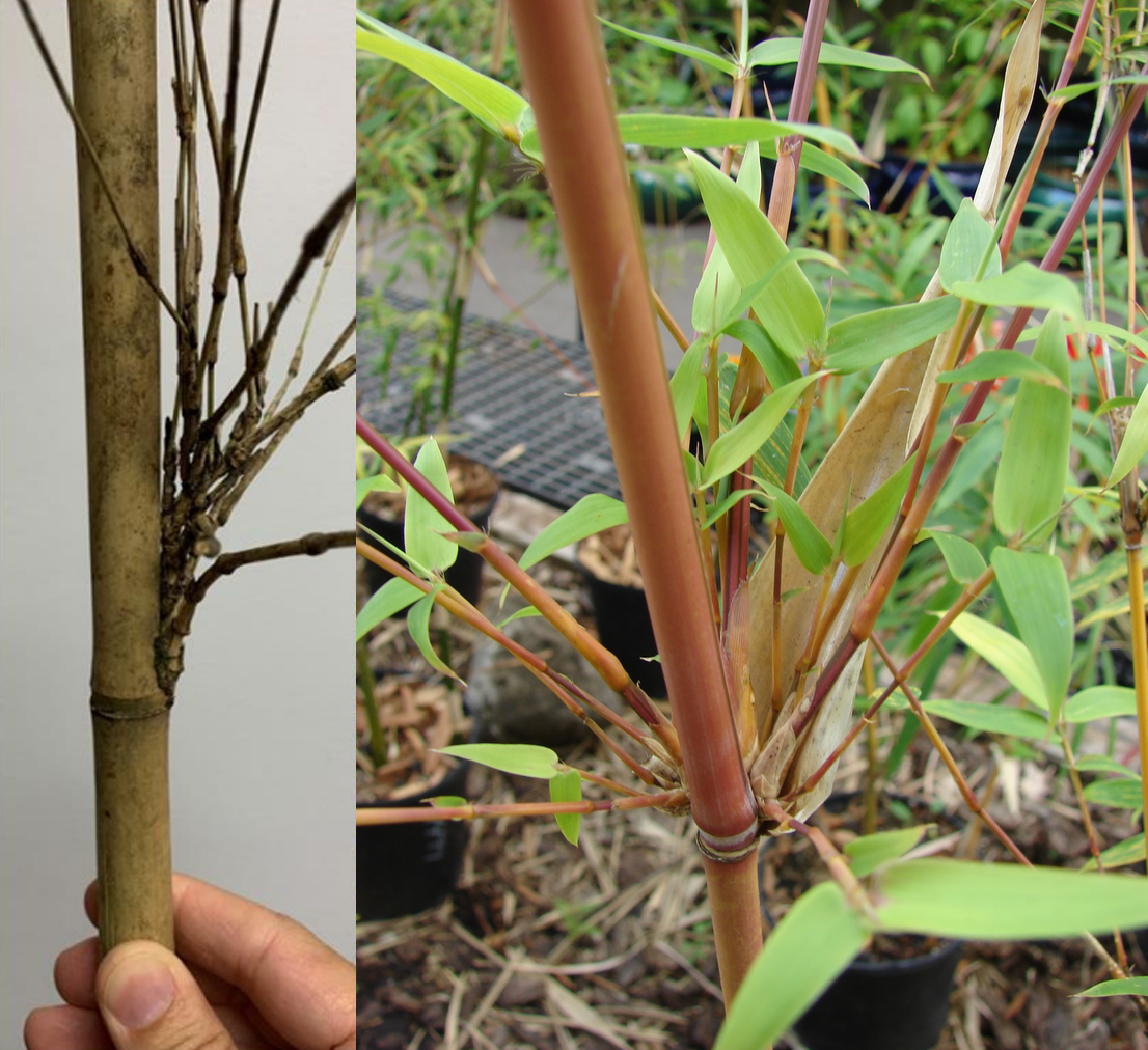 native_vs_nonnativebamboo Left: A hand holds a stem of bamboo. Right: closeup of a bamboo node with branches emerging at a wide angle away from the stem.