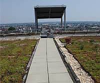 walkway on a green roof