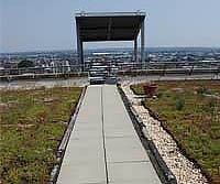 nattyboh-walkway walkway on a green roof