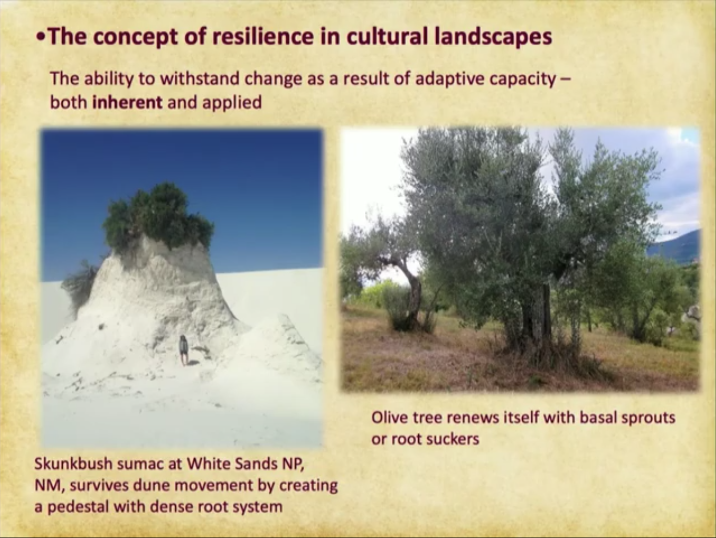 Photos of Skunkbush sumac at White Sands NP (left) and an olive tree, which renews itself with basal sprouts or root suckers.