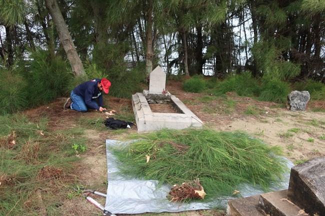 A person kneels and cuts back Ironwood to reveal a grave marker.