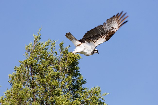 a black and white bird with outstretched wings on a green tree.