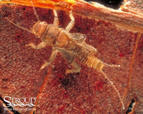 A closeup image of an orange-brown insect with a segmented body and a small pair of wings against a rust-colored background