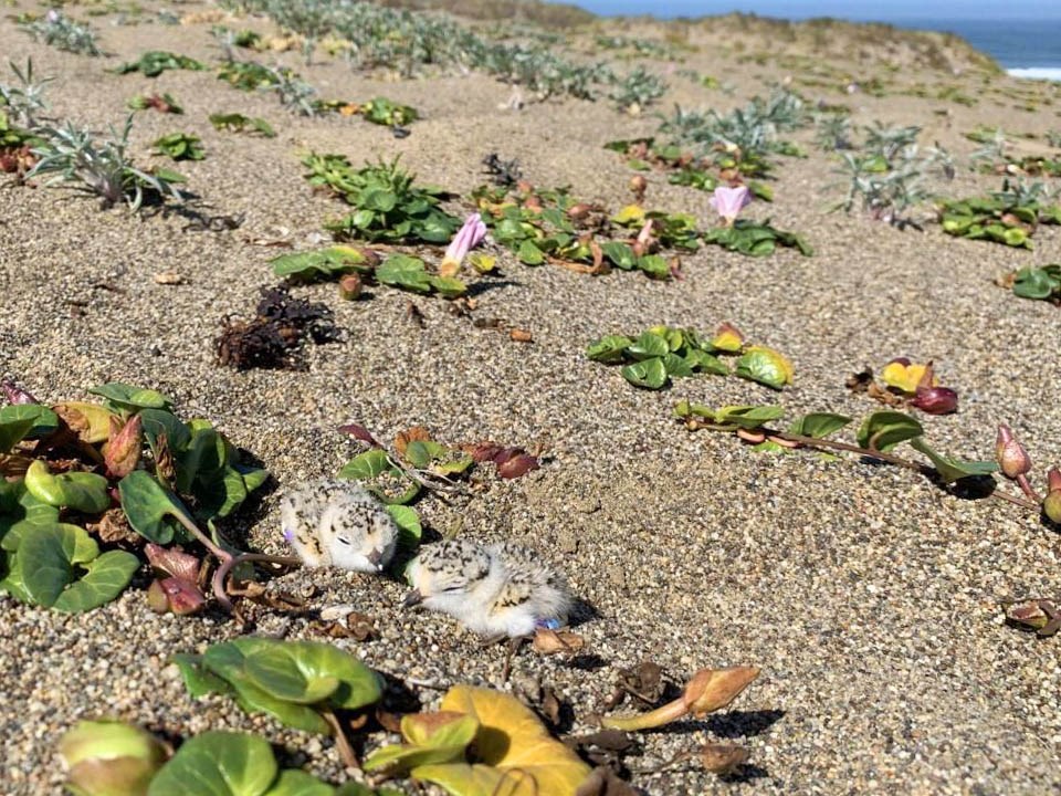 Newly banded plover chicks Two tiny sand-colored plover chicks sleep beside some low dune vegetation.