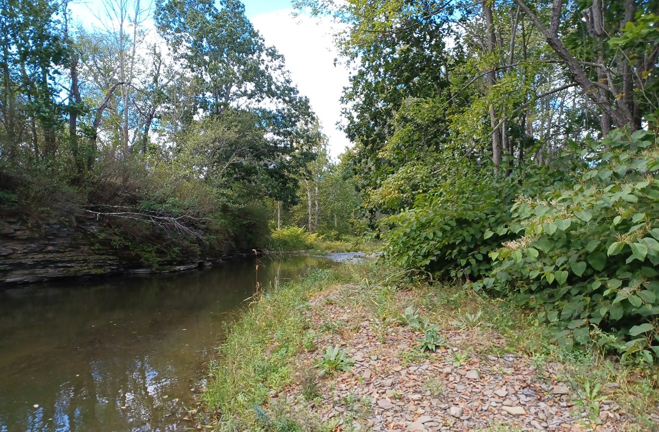 newtown-battlefield-stream A stream of slow-moving water makes a bend to the right in the photo. In the foreground is a rocky shore with trees and shrubs lining the water’s edge. As the stream bends, it diminishes in the background of more tree growth.