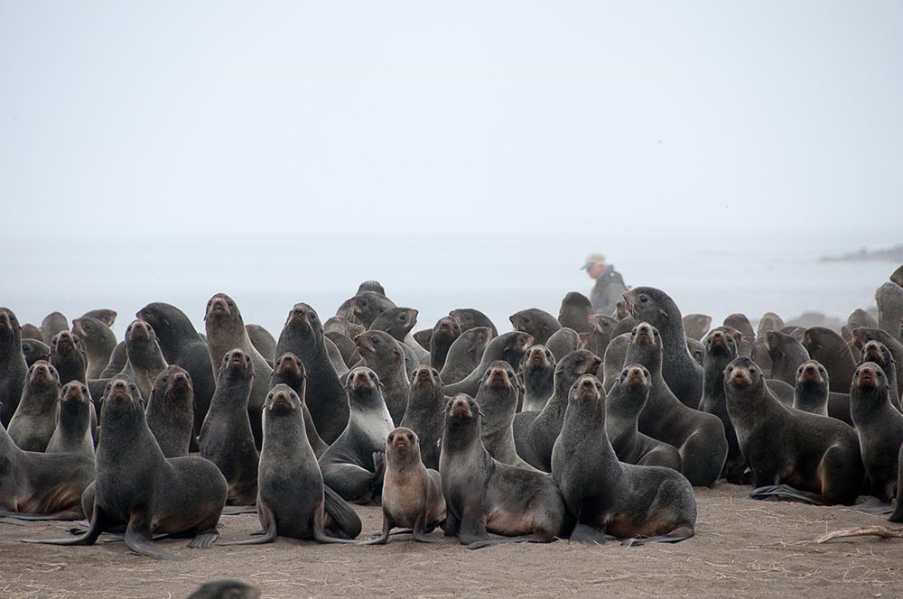 Northern fur seals on a beach, looking into the camera.
