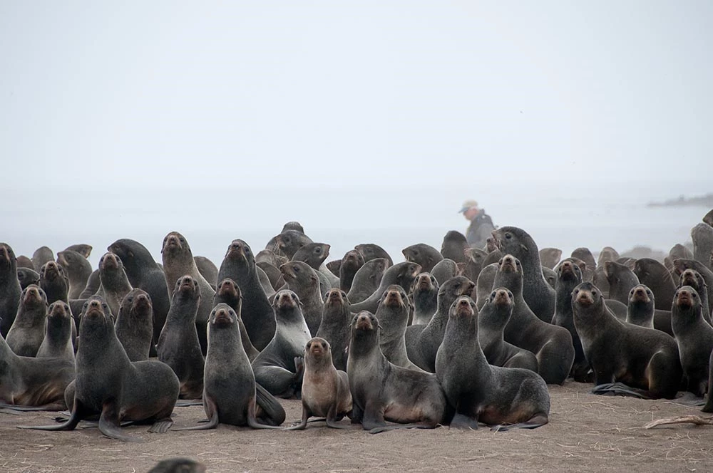 nmmlweb-nfurseal_NOAA_AFSC_Dave Withrow_web Northern fur seals on a beach, looking into the camera.
