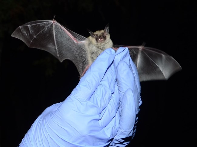 a bat being held by someone wearing blue rubber gloves
