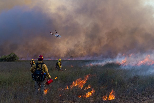 Firefighters hold driptorches near flaming grasses while looking at a helicopter.