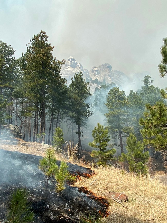 Grasses on a slope below Mount Rushmore are consumed by small flames.