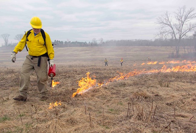 Deep Cut prescribed fire at Manassas National Battlefield Park A firefighter drags a driptorch along dried vegetation lighting it on fire.