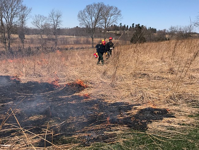 Otto Farm prescribed fire at Antietam National Battlefield Two firefighters walk across a field with fire burning in grasses nearby.