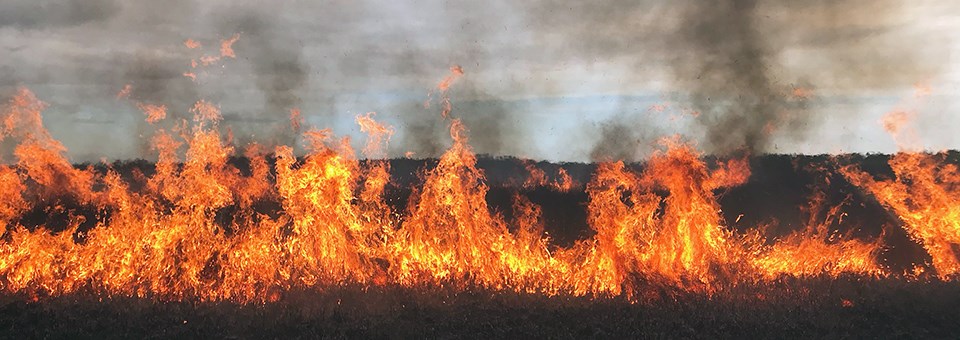 Flame front in grasses. Flame front in grasses.