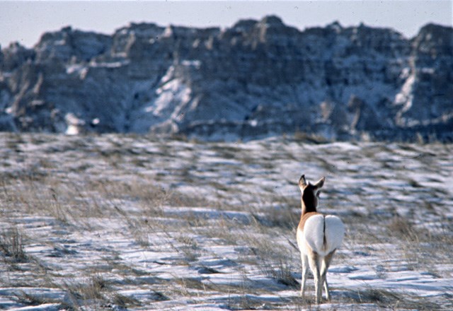 lt= a pronghorn stands with its butt to the camera, facing a snowy butte from a snow-covered grassland.