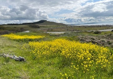 field of yellow flowers in green grassy rolling landscape