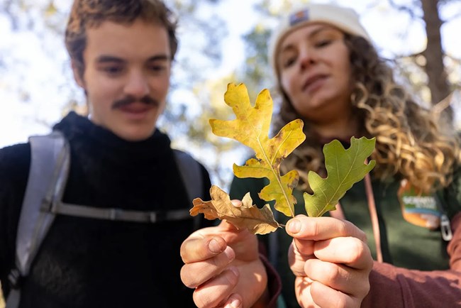 oak phenology_web A young man and young woman examine different colored oak leaves.