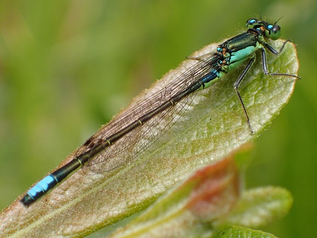 Irridescent black damselfly with blue-green accents resting on a leaf.