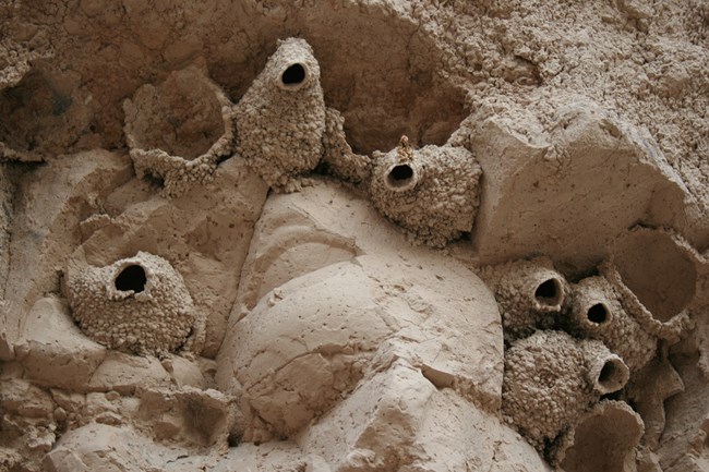badlands formations with dome-shaped nests.