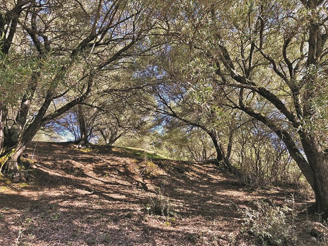 Image of an olive grove, with a woody canopy area and some space between trees.